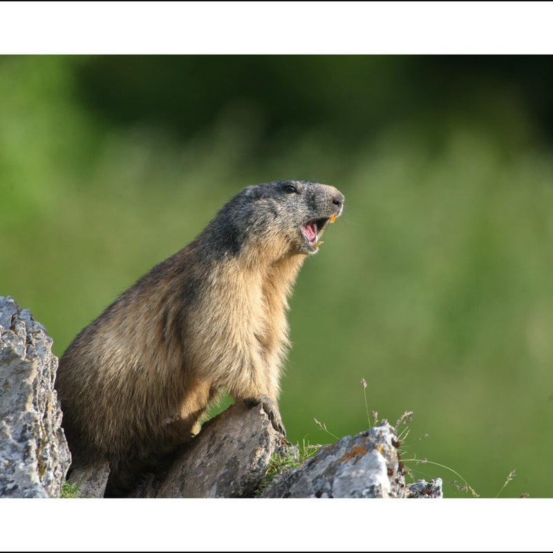 Marmotte des Pyrénées