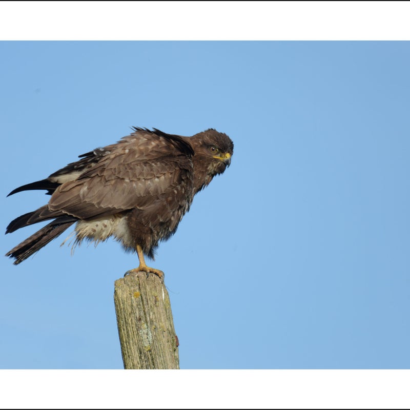 Buse variable