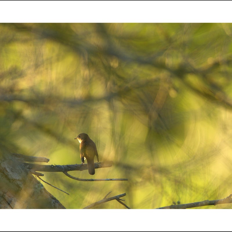 Rossignol philomèle