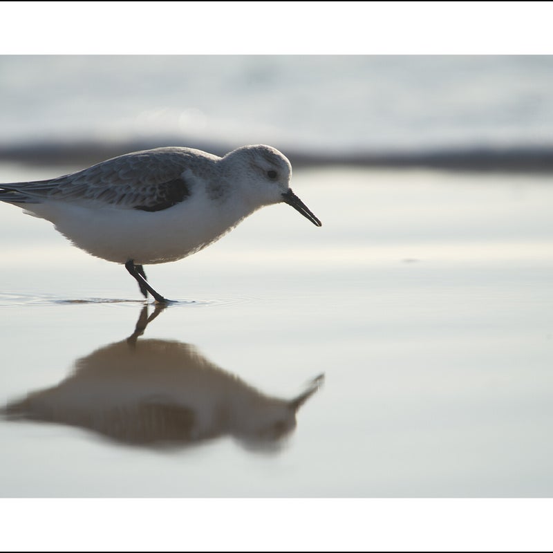 Bécasseau sanderling