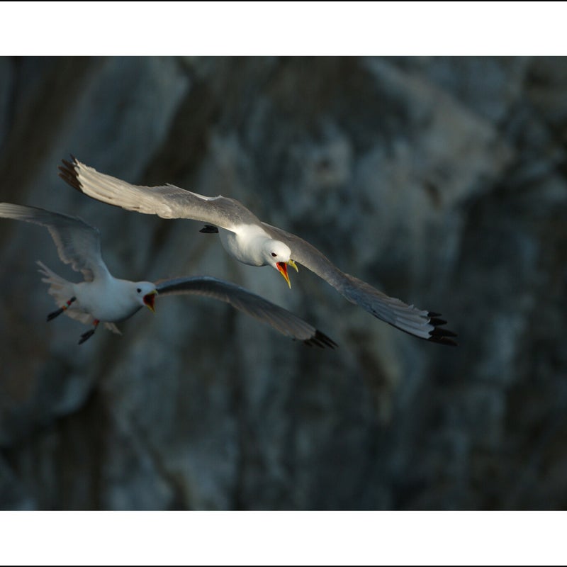 Mouettes tridactyles