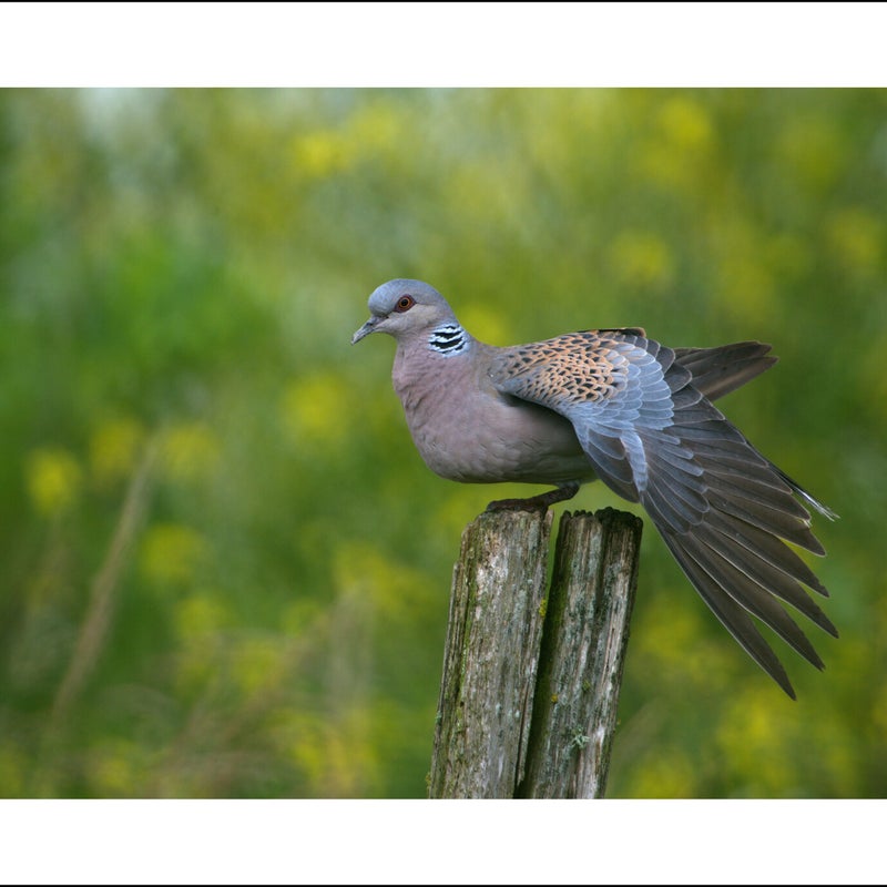 Tourterelle des bois