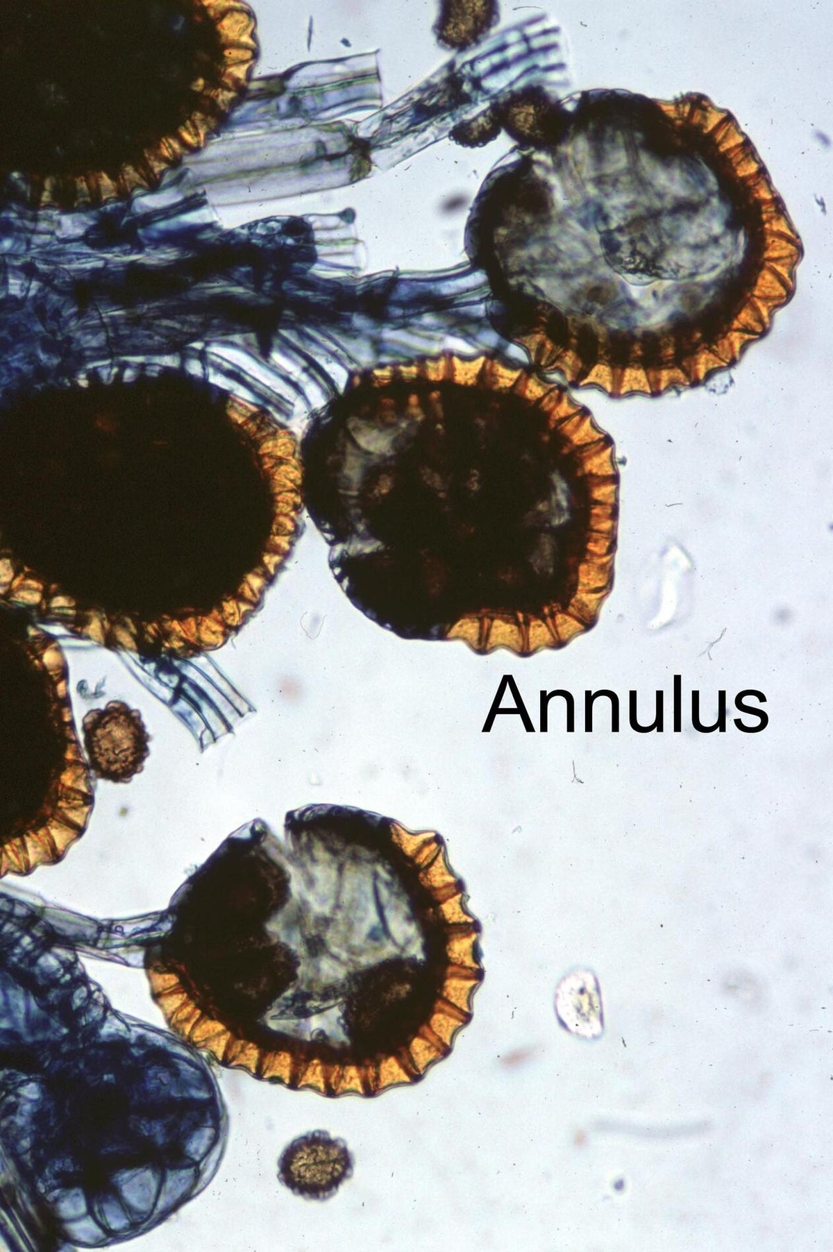 Polypodiidae ou Leptosporangiées / Monilophytes | Diversité et ...