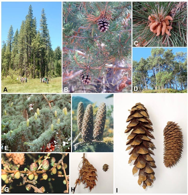 Pinaceae Genera Pinaceae / Spermatophytes | Diversité et classification des plantes ...