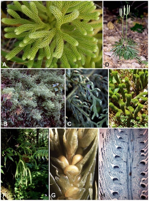 Lycophytes-diversité / Polysporangiophytes et Trachéophytes | Diversité ...