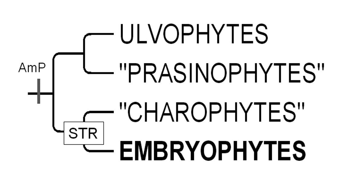 Embryophytes Diversité et classification des plantes terrestres ou