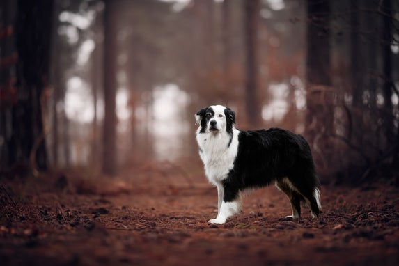 Een black bi Australische Herder poseert staand met een alerte blik tijdens een fotosessie in een mistig bos met warme bruine tinten.