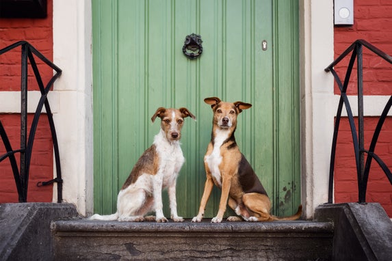 Twee Boerenfox TerriΓ«rs poseren in de stad op een trap voor een groene deur met een rode baksrenen muur op de achtergrond.