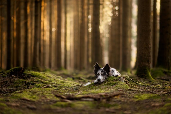 Een Border Collie ligt ontspannen op een mosrijke ondergrond in een sfeervol bos met zacht invallend natuurlijk licht.
