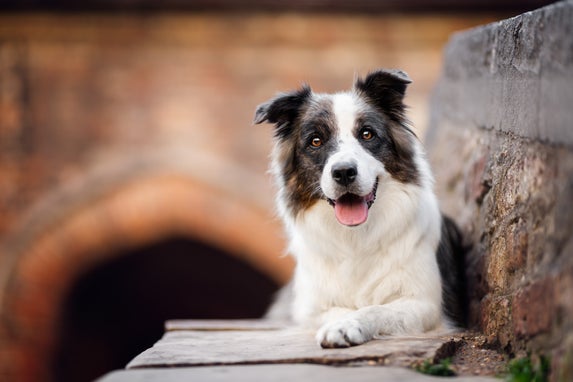 Een border collie tijdens een fotoshoot in de stad, liggend op een stenen brugje.