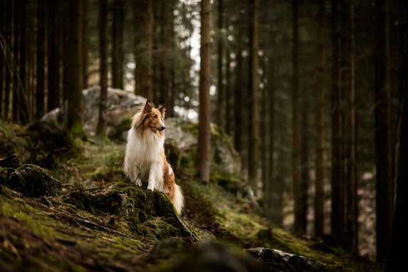 Een Schotse Herdershond staat op een mosrijke heuvel in het bos en kijkt in de verte, tijdens een fotoshoot in zacht natuurlijk licht.