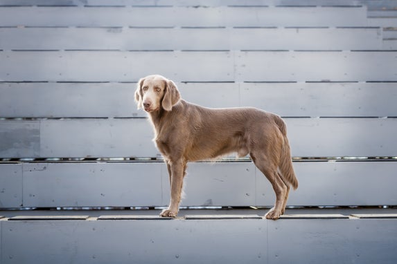 Een weimaraner staat op een blauwgrijze tribune tijdens een urban hondenfotoshoot.