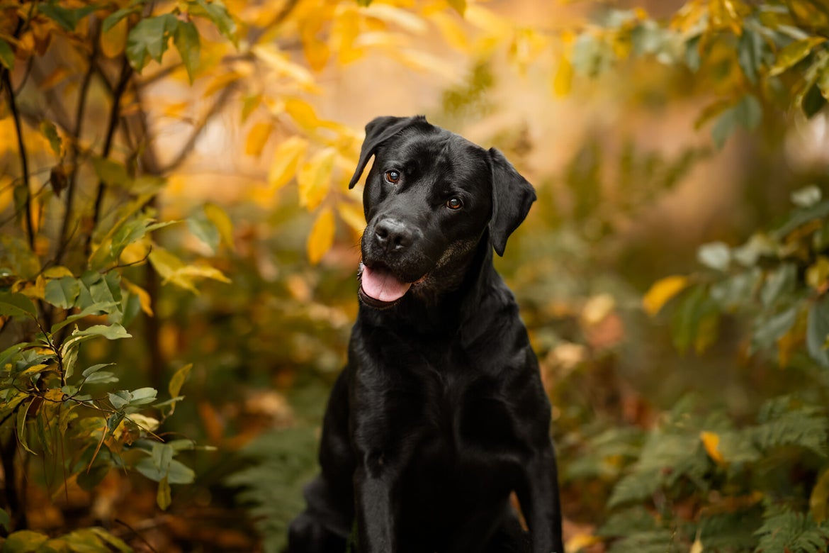 Een zwarte Labrador Retriever poseert in een herfstbos tussen gele en groene blaadjes. Hondenportret in de natuur met zachte lichtinval.