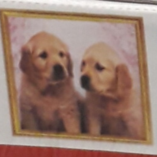 2 golden retrievers