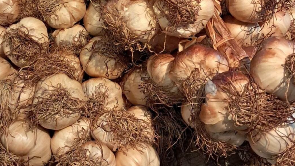 NIEUW!! gerookte knoflook grote bollen