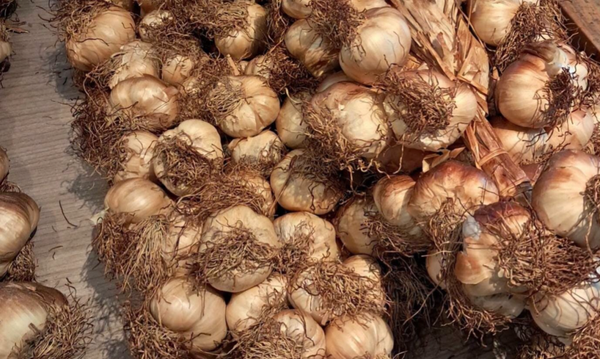 NIEUW!! grote streng gerookte knoflook
