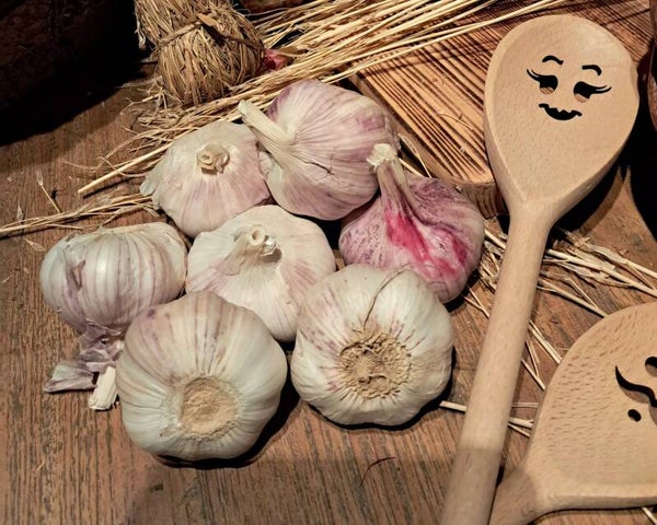 Seizoen topper! Spaanse Knoflook de zon in een bolletje