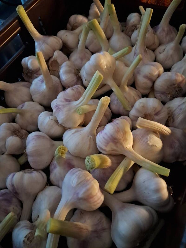 Verse natte knoflook