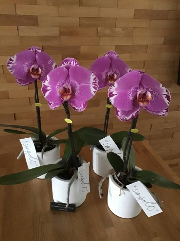 Singolo orchidee paars