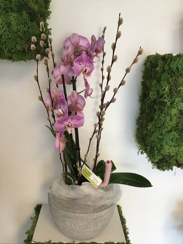 Leuke sierlijke orchidee met pot