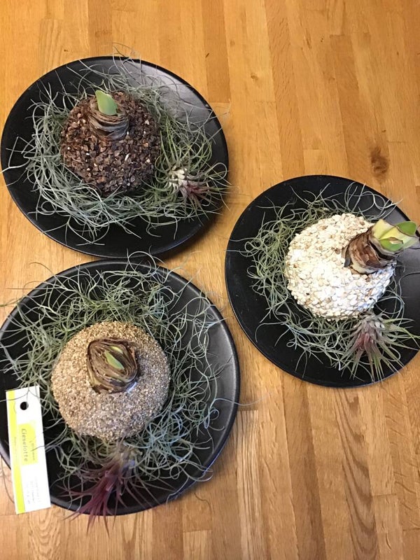 Amaryllis met ronde plateau bewerkt met tillandsia 