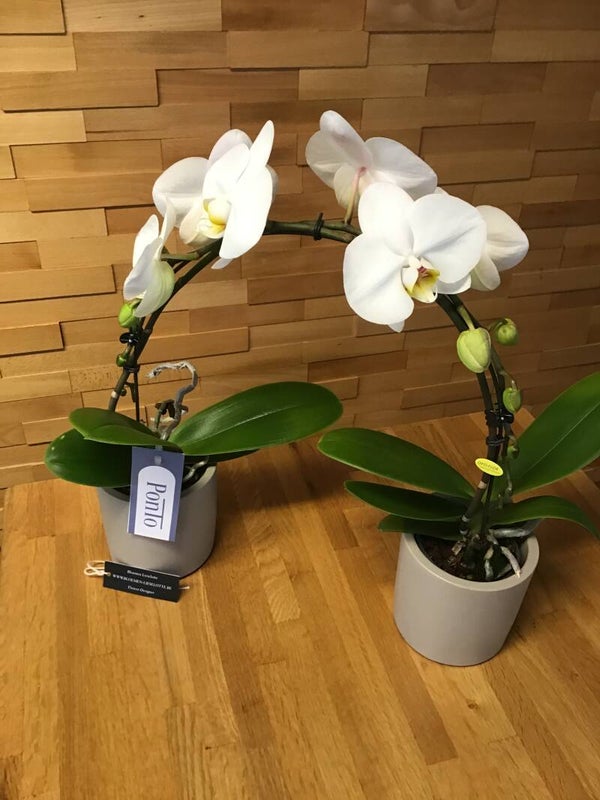 Double orchidee