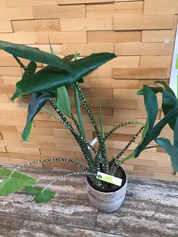 Plant met rieten pot.