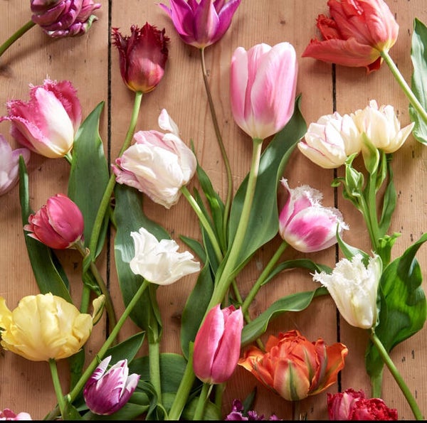 Tulpen van de week