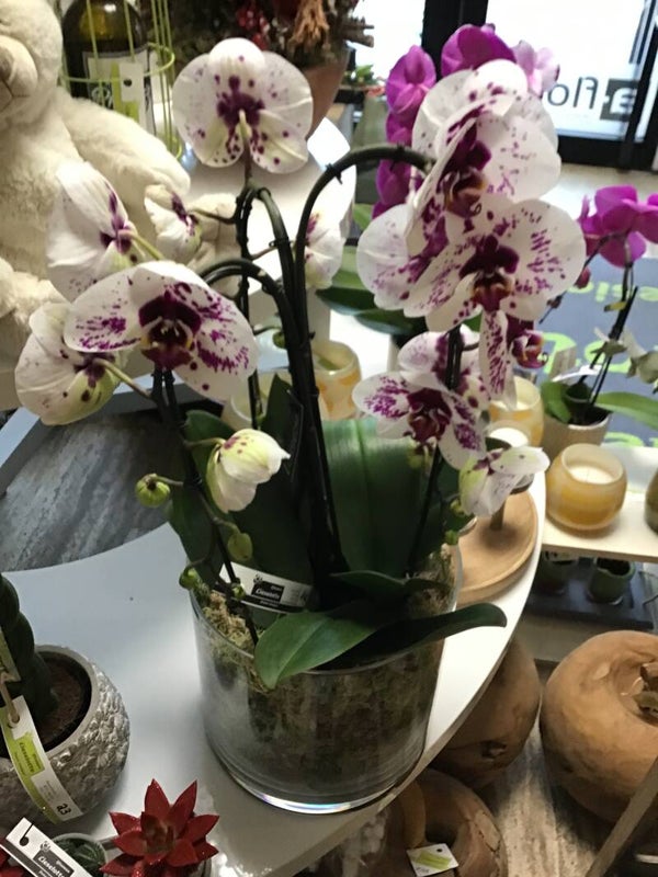 Gevlekte orchidee