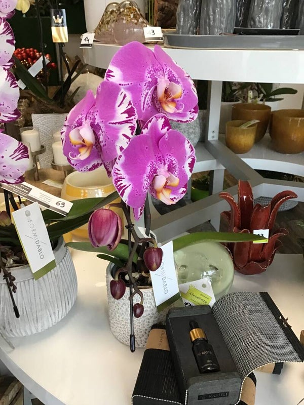 Speciale orchidee