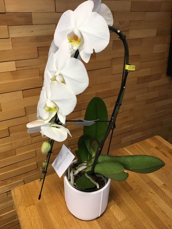 Speciale witte orchidee met pot