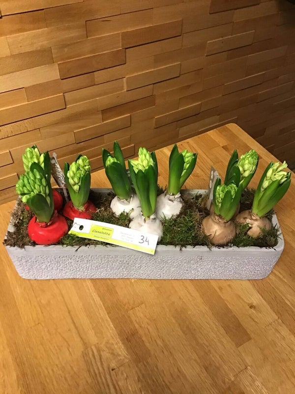 Leuke hyacinten in wax kleuren