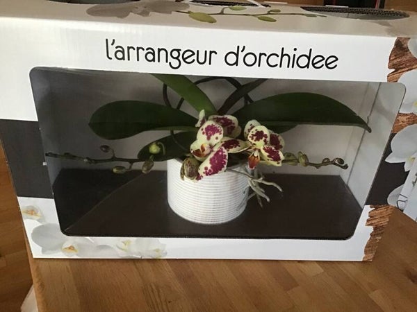 Kronkelende orchidee met pot en luxe verpakking.