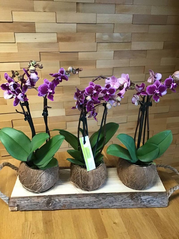 Orchideeën met hout