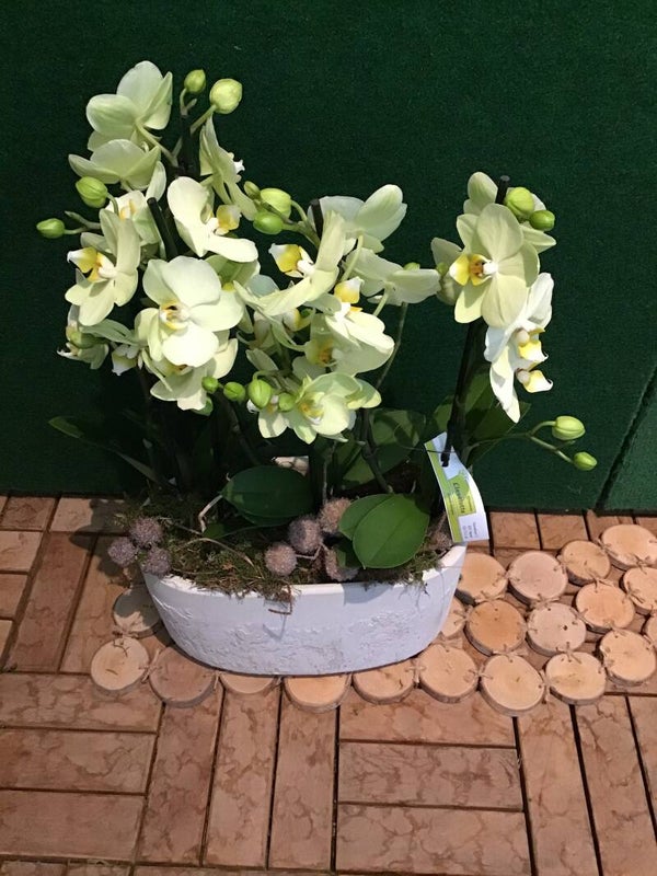Groene orchideeën in bijpassende pot.