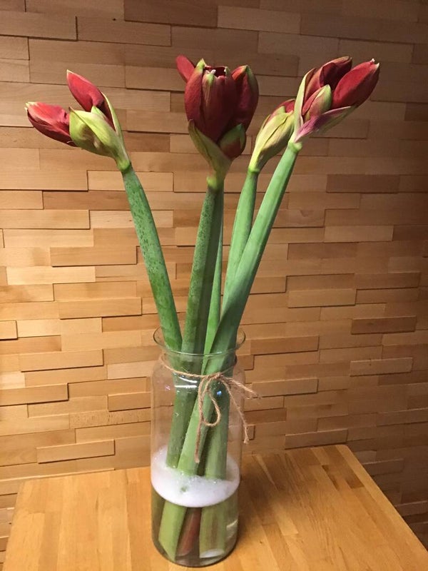 Rode amaryllis met vaas.