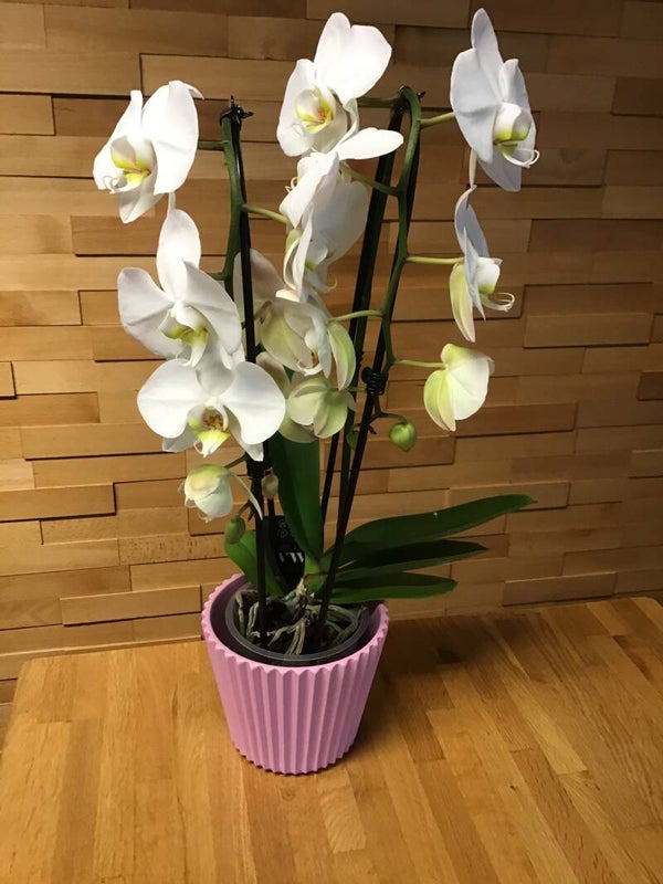 orchidee wit dubbel in boog