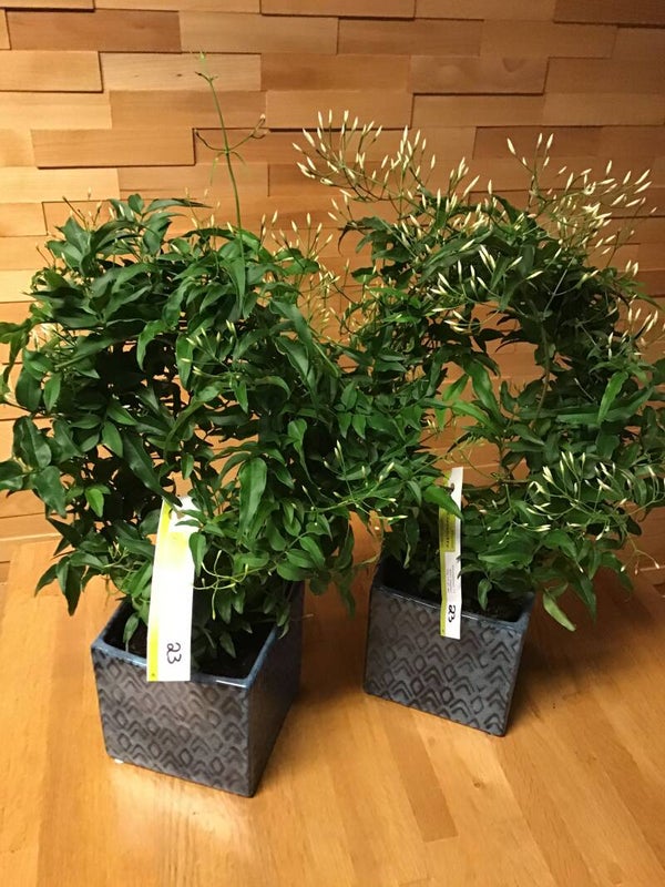 Jasminium met pot.