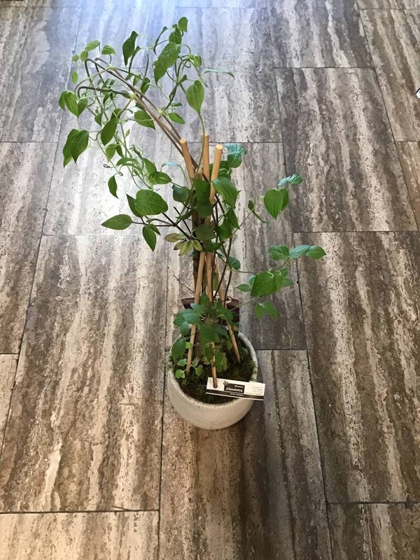 Clematis in pot