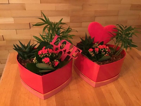 Hart doos opgevuld met plantjes