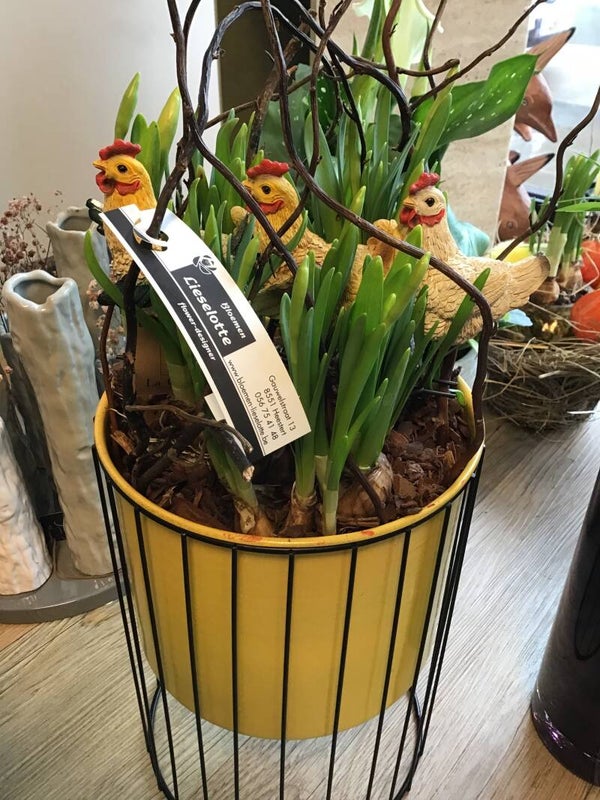 Coupe narcissen met kippetjes