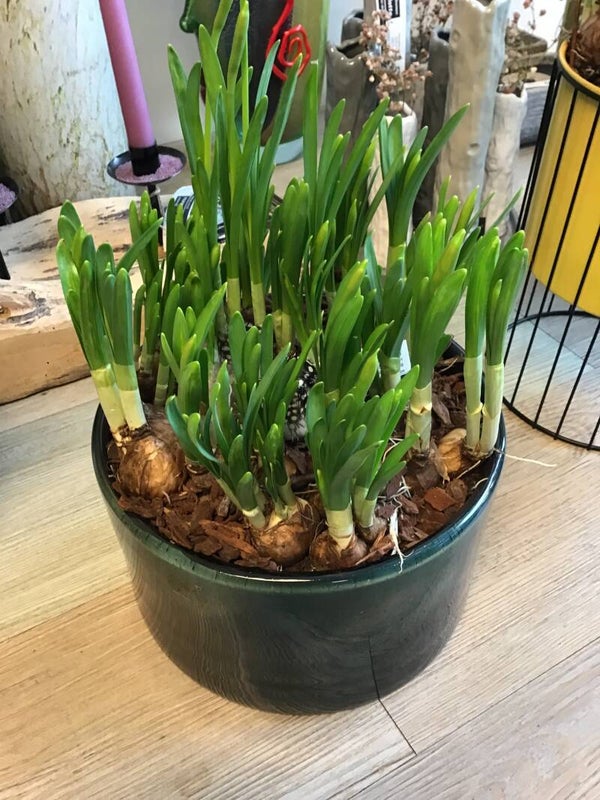 Glas Coupe met narcissen