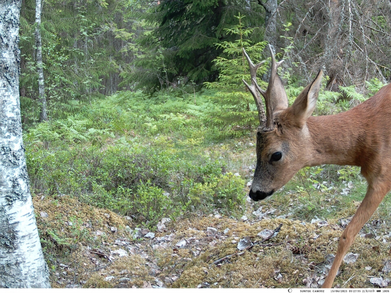Wilde dieren in Zweden