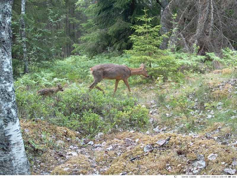 Ree met jong in Zweden