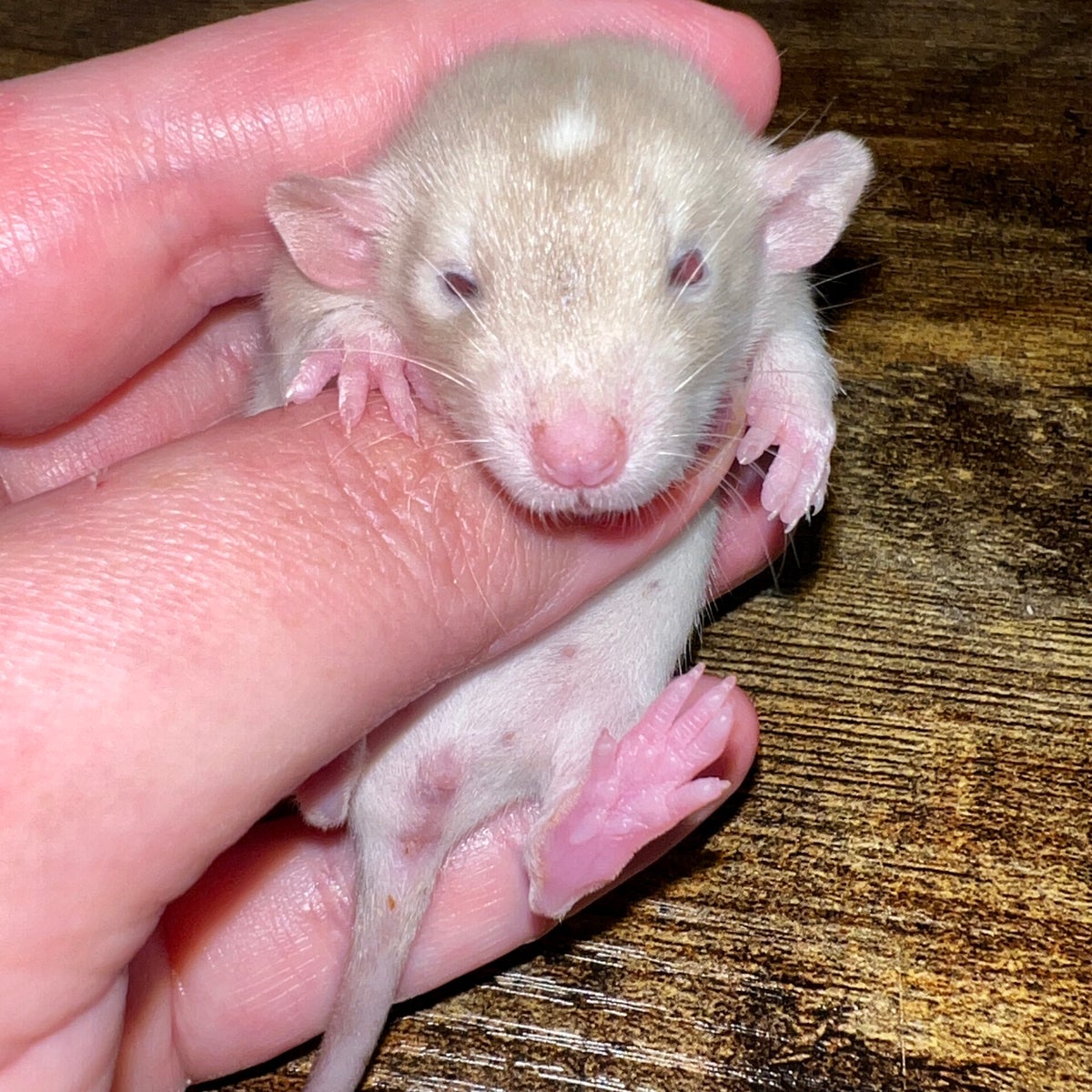 Female Fancy Rat Dumbo Siamese Variegated Hooded Ruby Eyed Cherokee