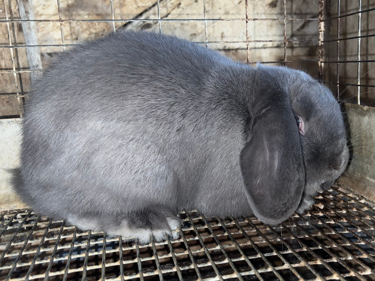 Nl Rabbit Mini Lop / Our Rabbits / Our Breeding Stock | Cherokee Flats