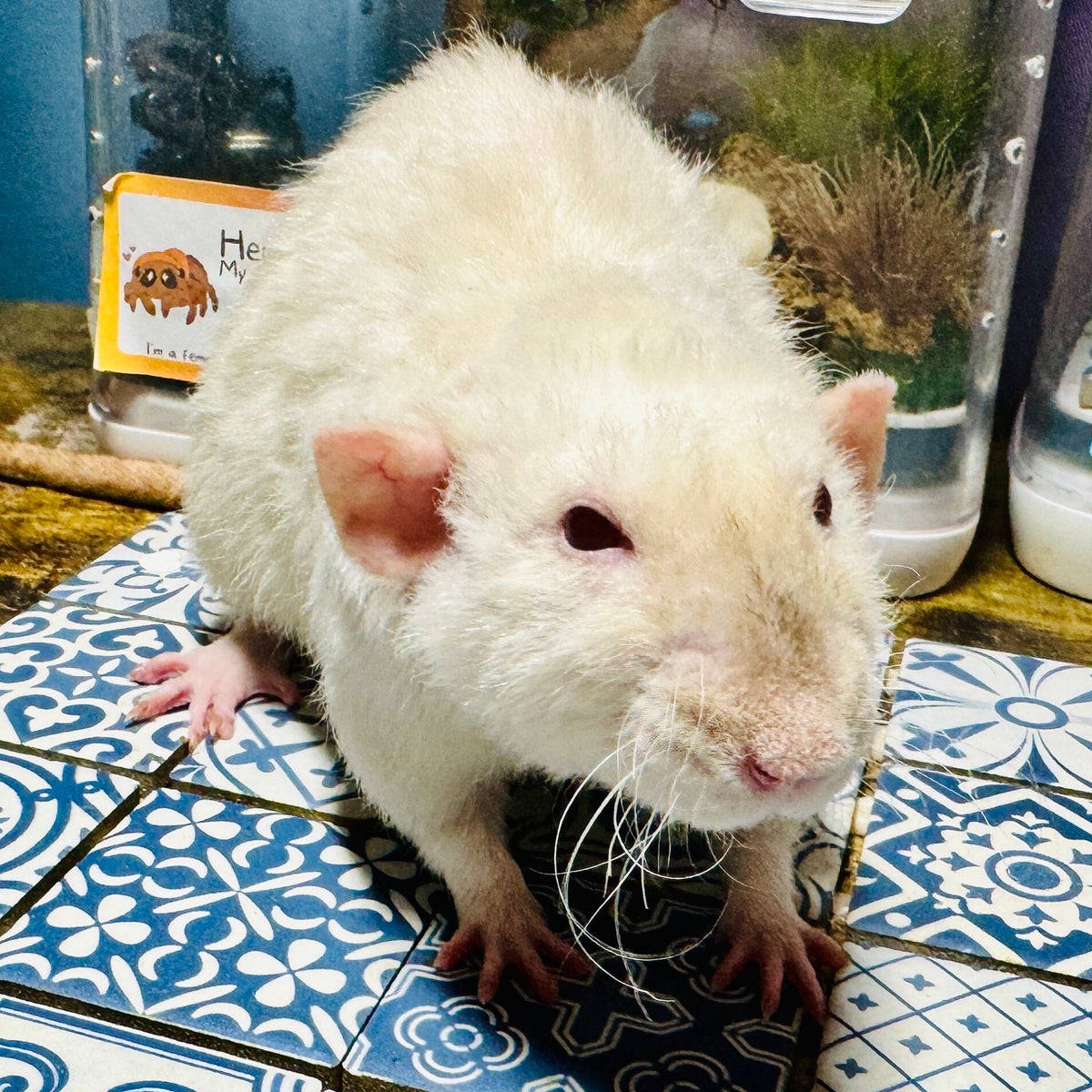 Fabcy Rats Our Fancy Rats / Our Breeding Stock | Cherokee Flats