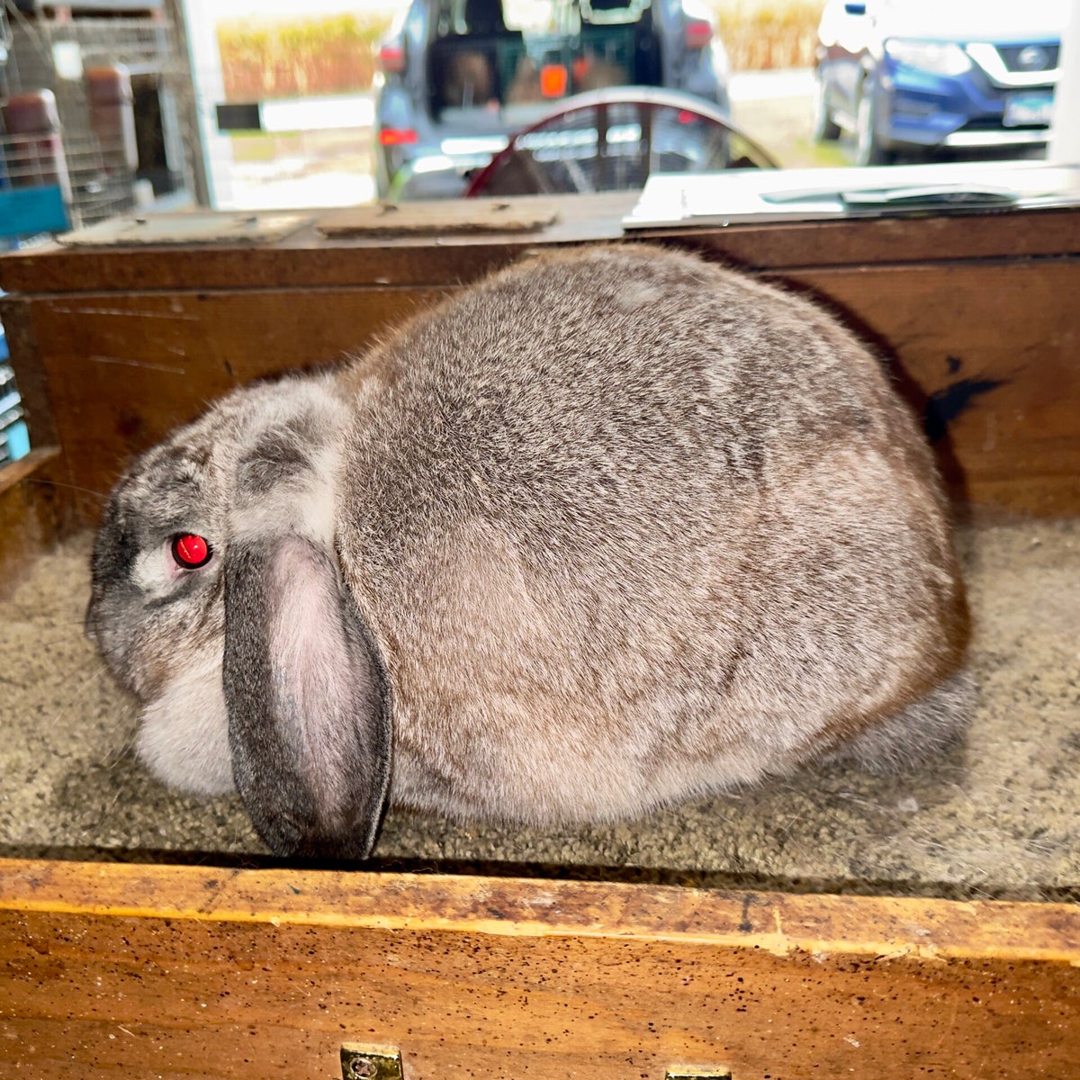 Mini Lop / Our Rabbits / Our Breeding Stock | Cherokee Flats