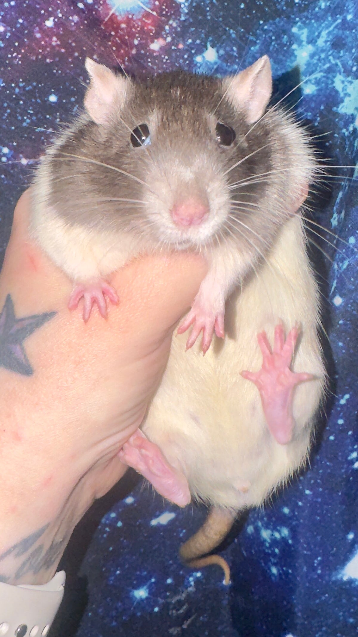 Our Fancy Rats / Our Breeding Stock | Cherokee Flats