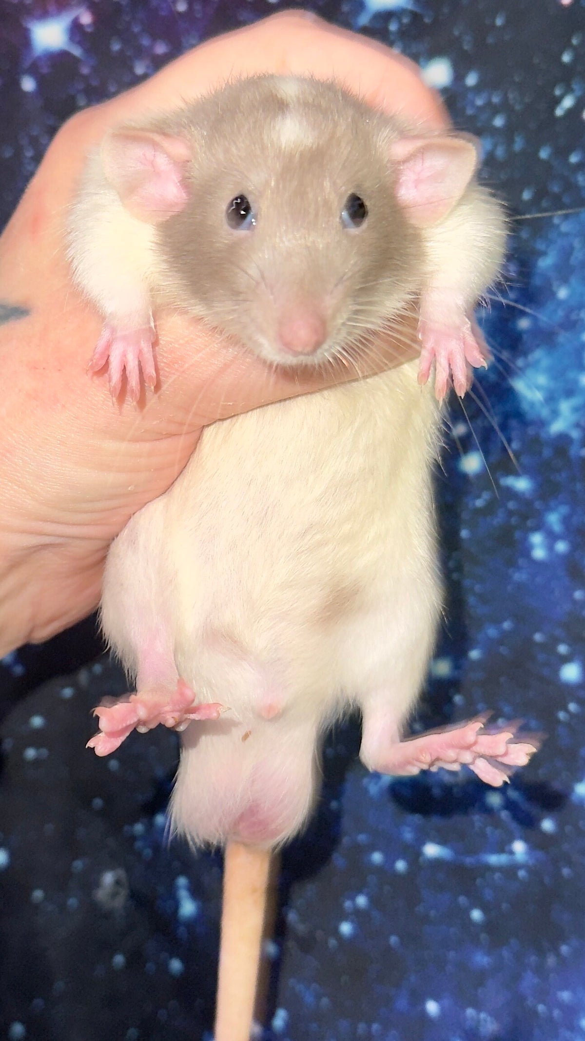Our Fancy Rats / Our Breeding Stock | Cherokee Flats